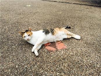 任天堂Switch在日本超越NDS成为最畅销游戏主机